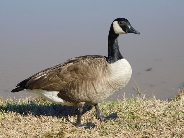 Canada Goose
