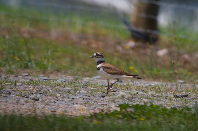 Killdeer