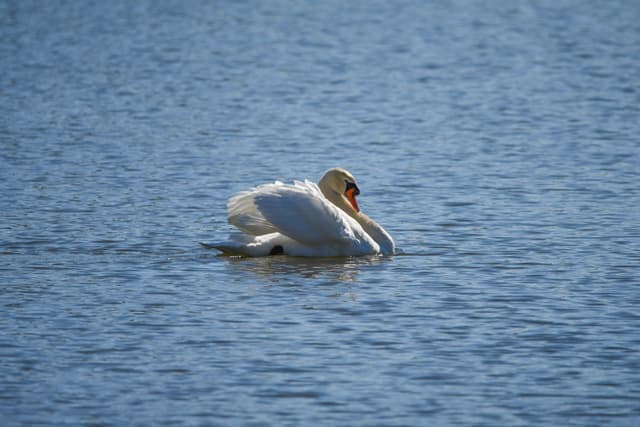 Mute Swan