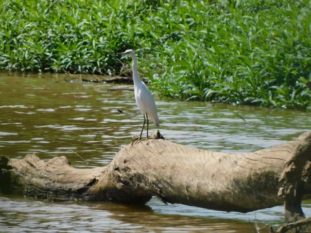 Little Blue Heron