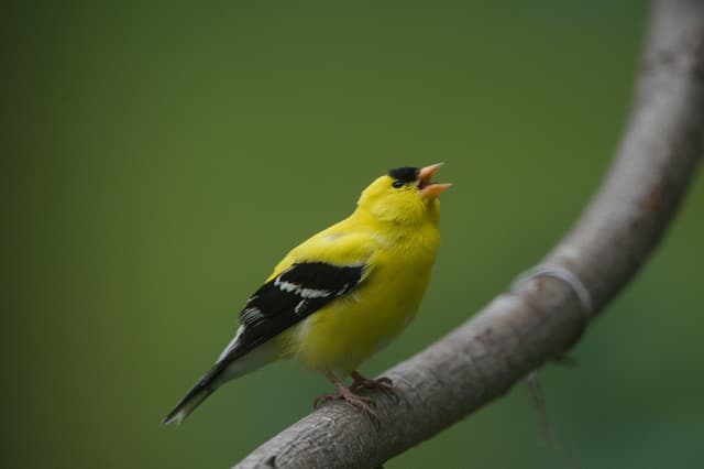 American Goldfinch