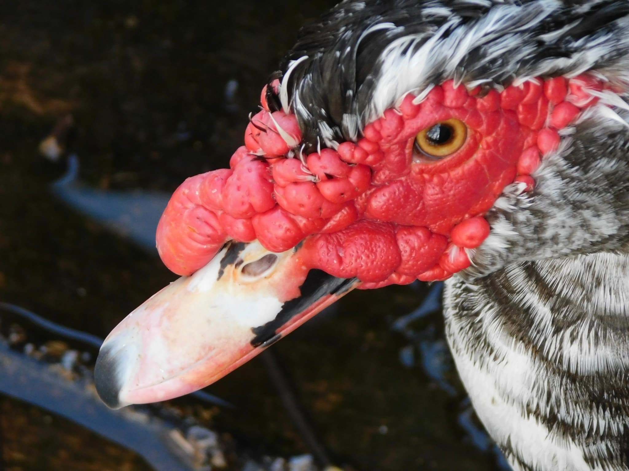 Muscovy Duck