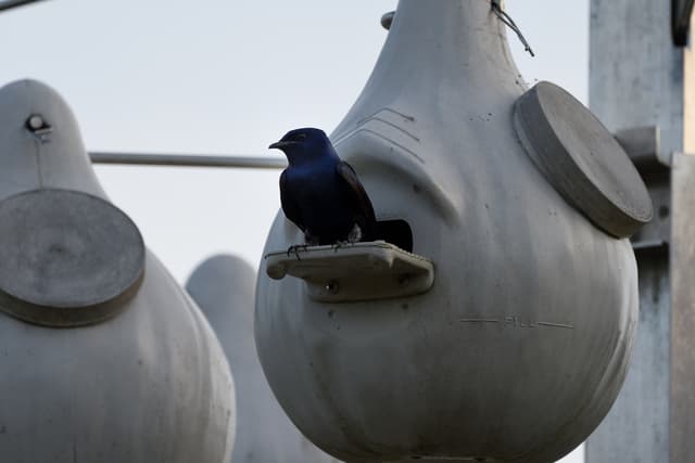 Purple Martin