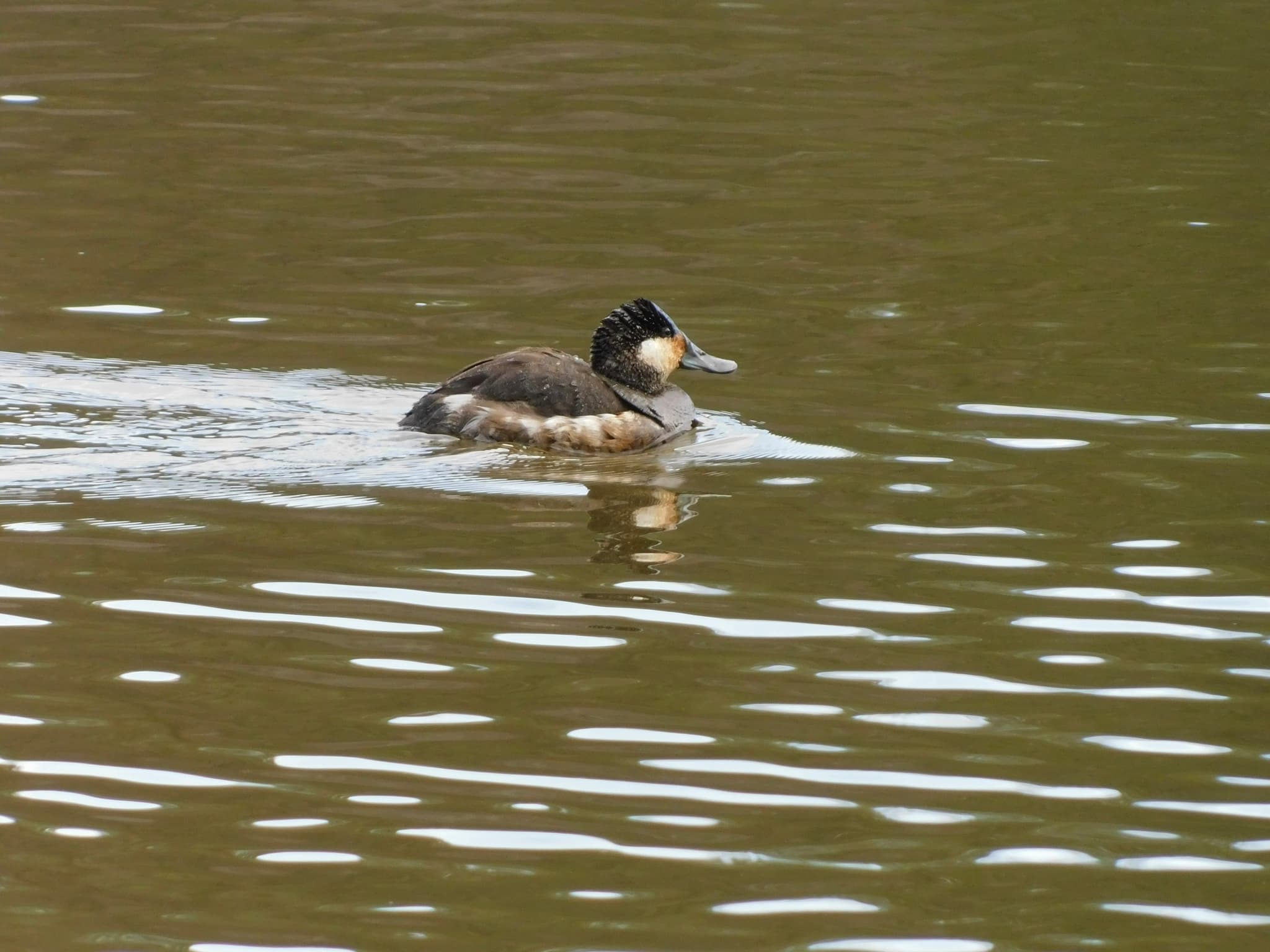 Ruddy Duck