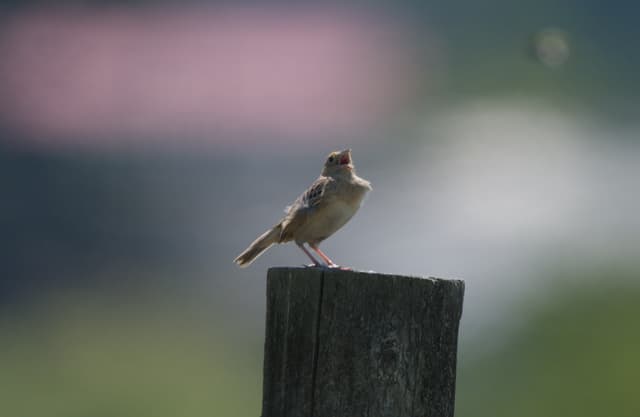Grasshopper Sparrow