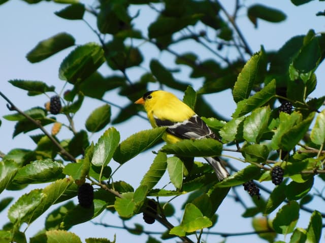 American Goldfinch