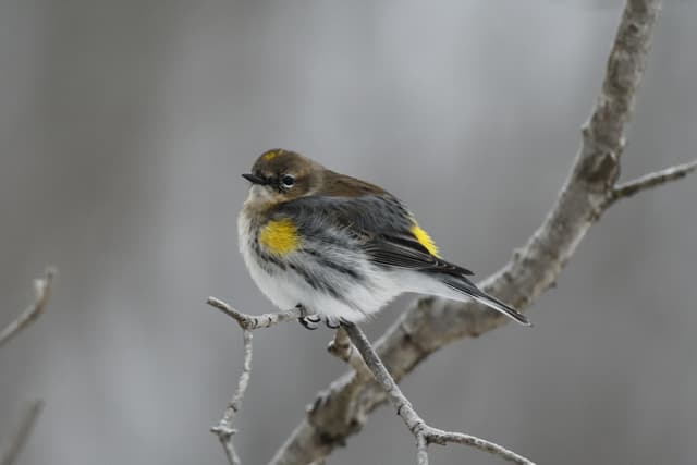 Yellow-rumped Warbler