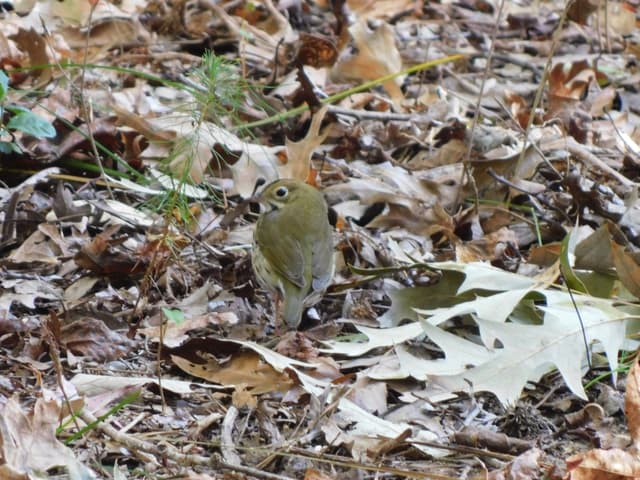 Ovenbird