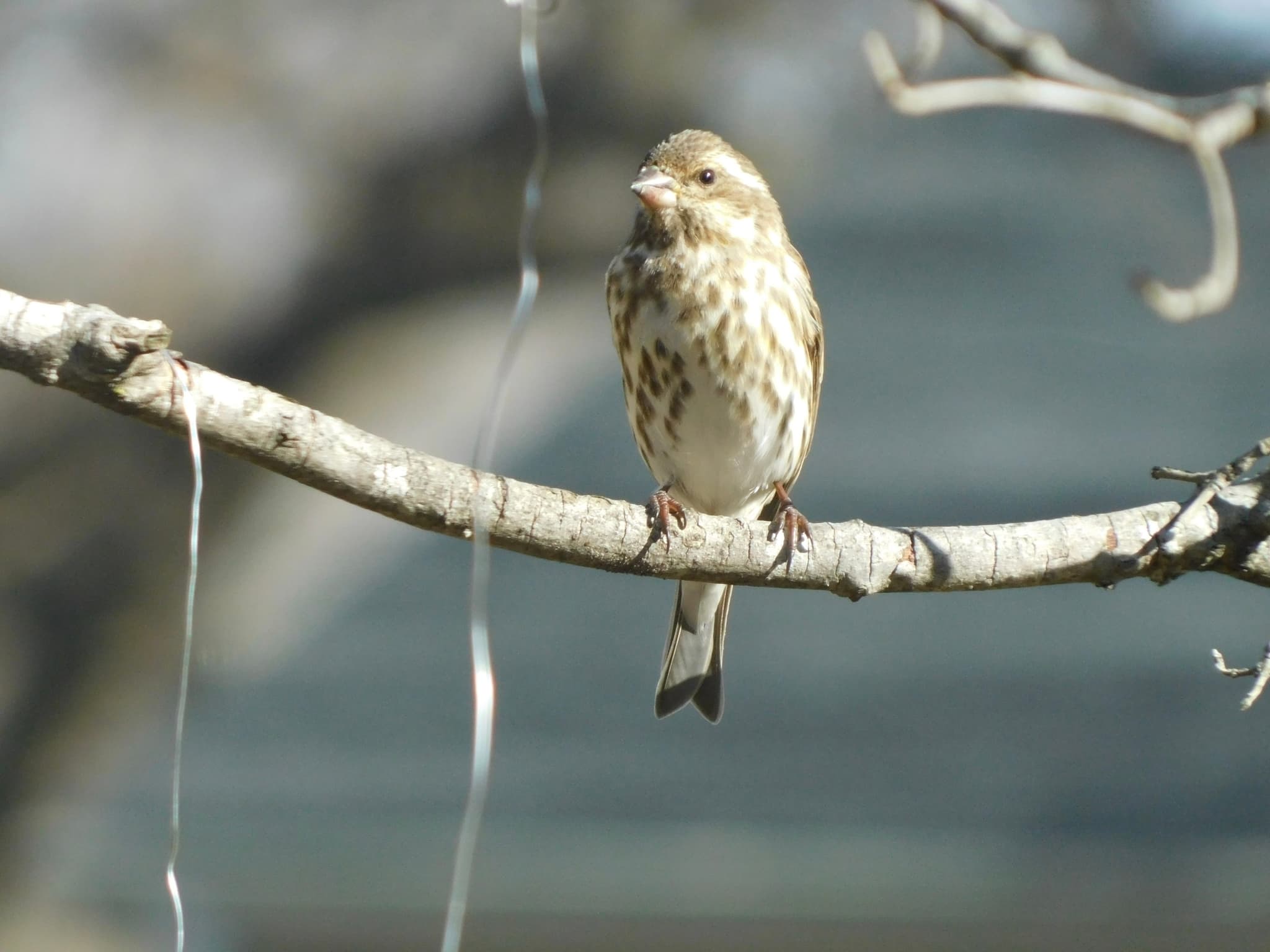 Purple Finch