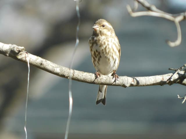 Purple Finch