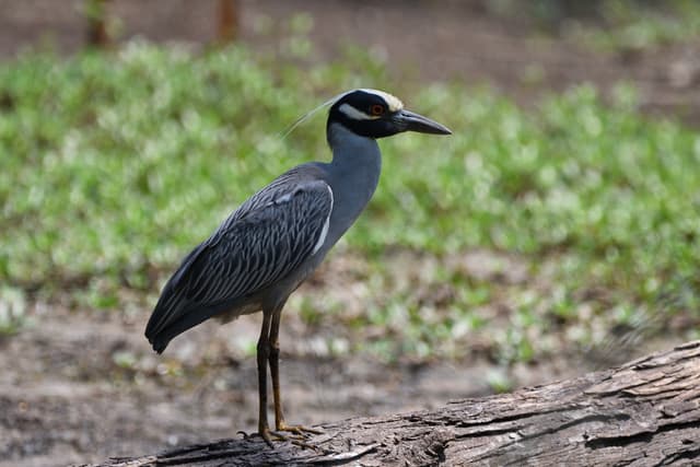 Yellow-crowned Night Heron