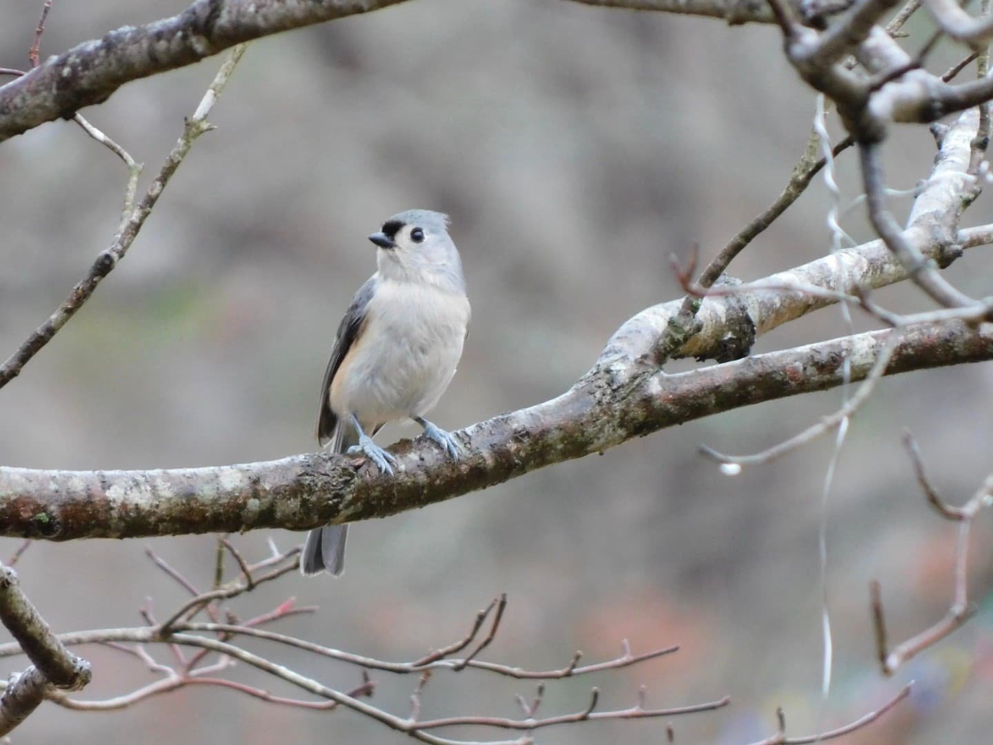 Tufted Titmouse