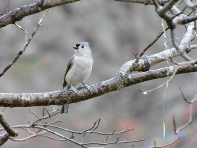 Tufted Titmouse