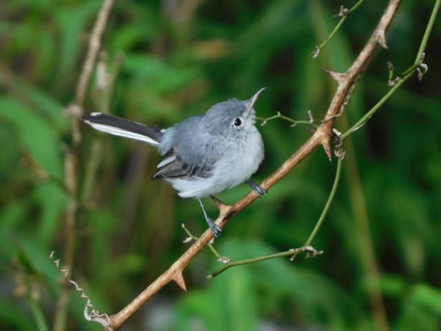 Blue-gray Gnatcatcher
