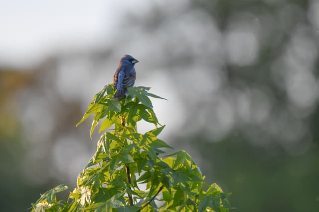 Blue Grosbeak