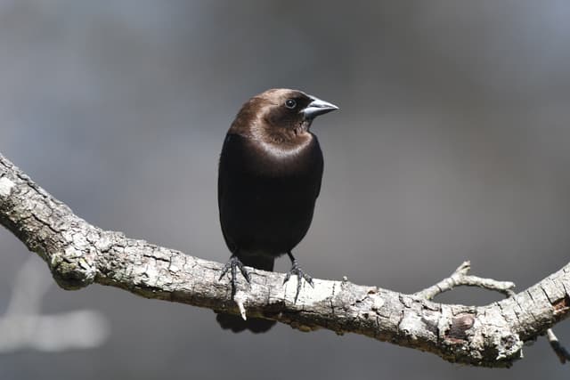 Brown-headed Cowbird