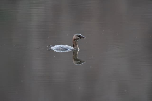 Pied-billed Grebe