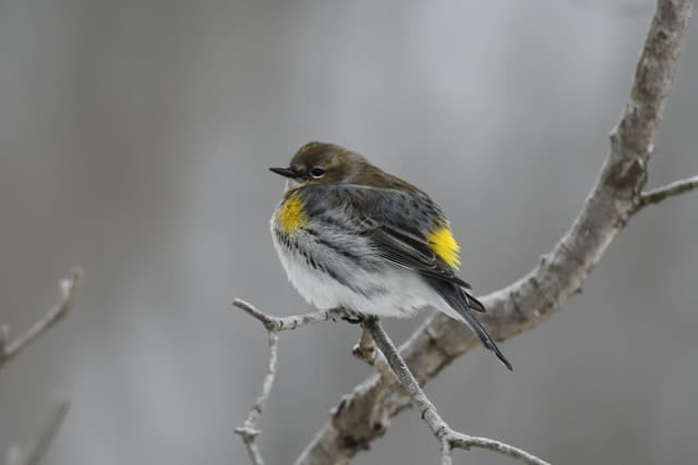 Yellow-rumped Warbler