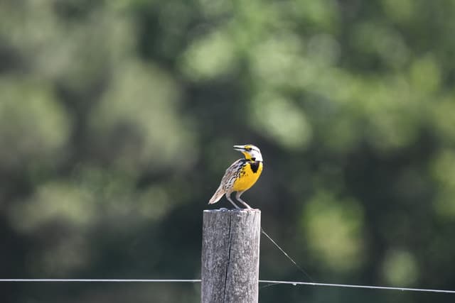 Eastern Meadowlark