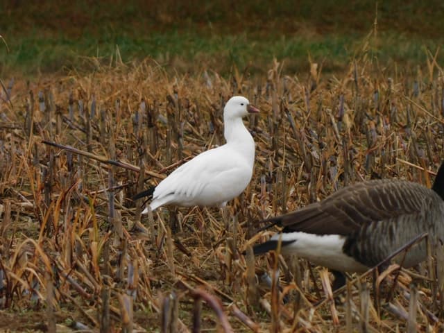 Ross's Goose