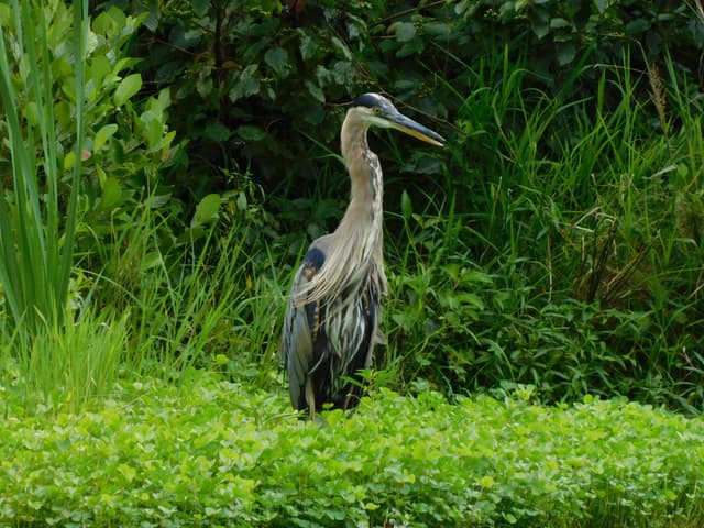 Great Blue Heron