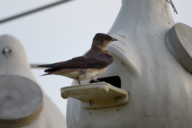 Purple Martin