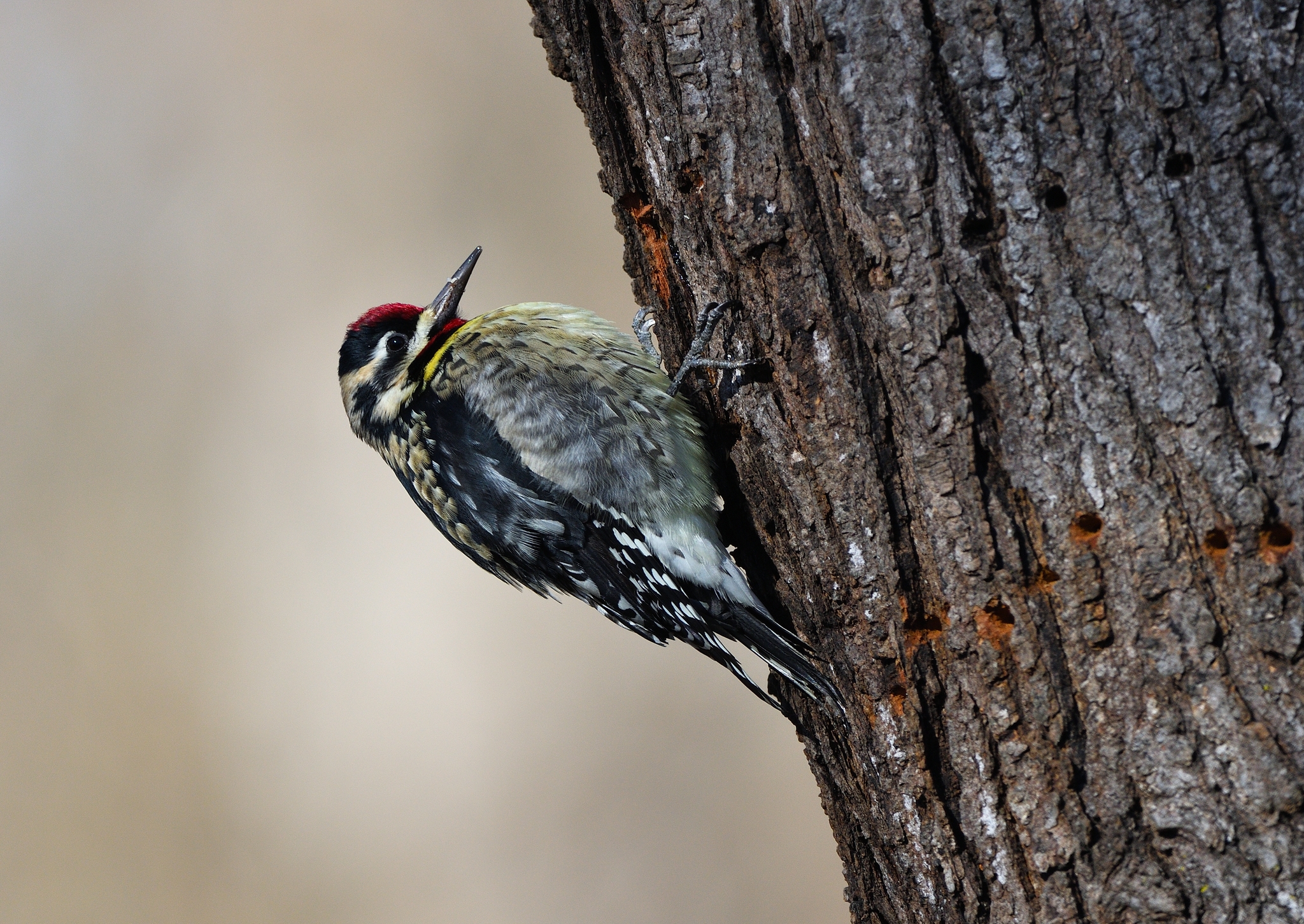 Yellow-bellied Sapsucker