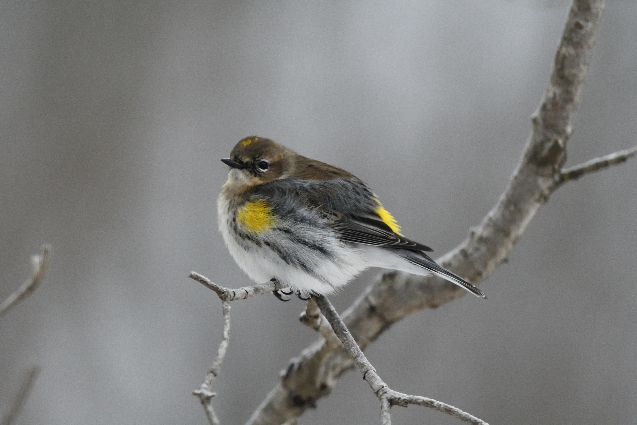 Yellow-rumped Warbler