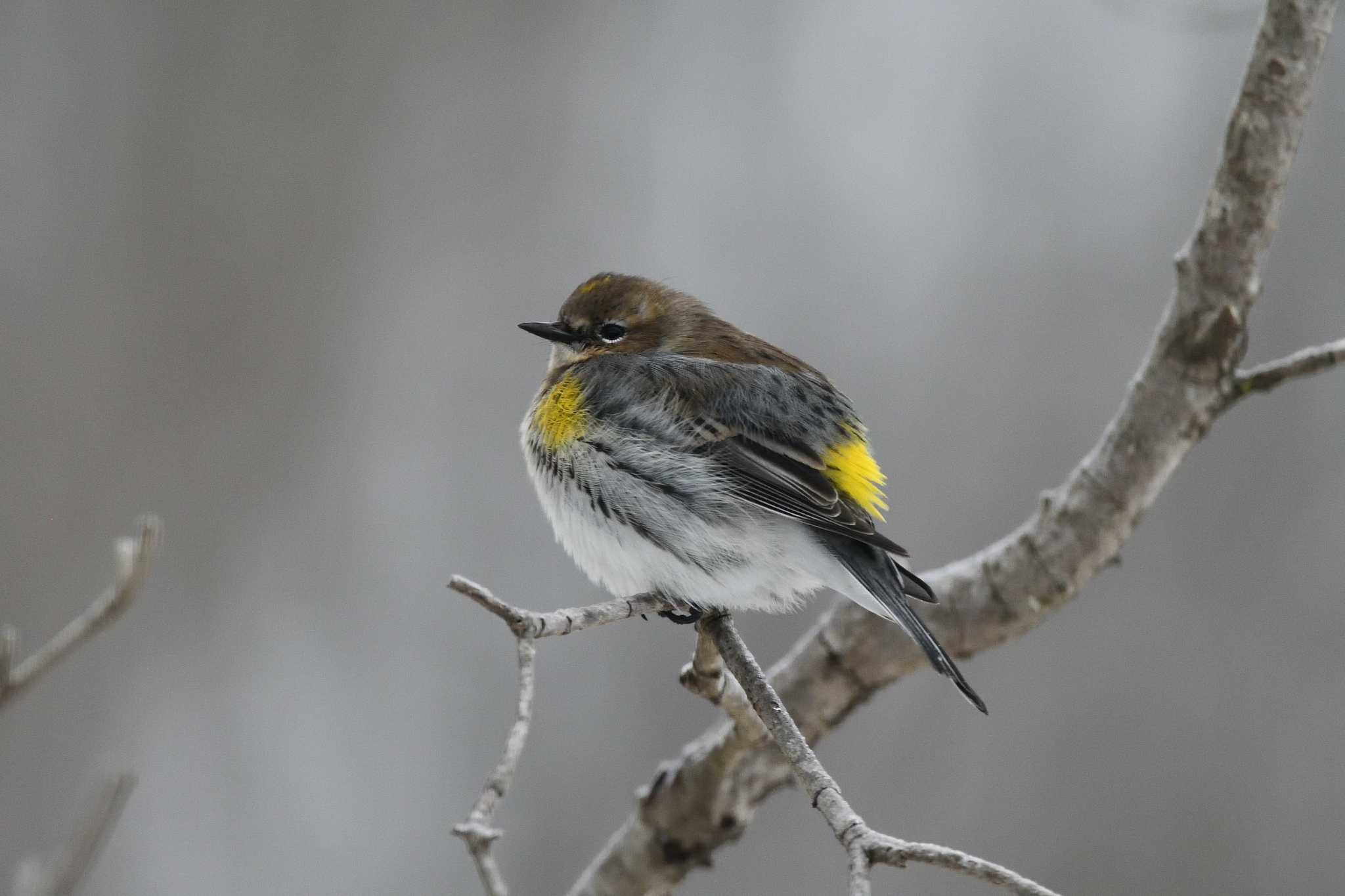 Yellow-rumped Warbler