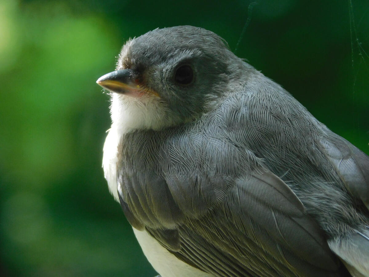 Tufted Titmouse