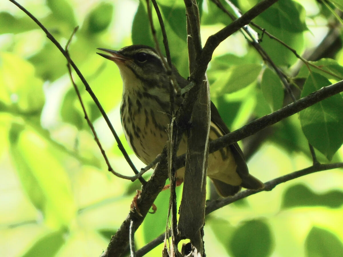 Louisiana Waterthrush