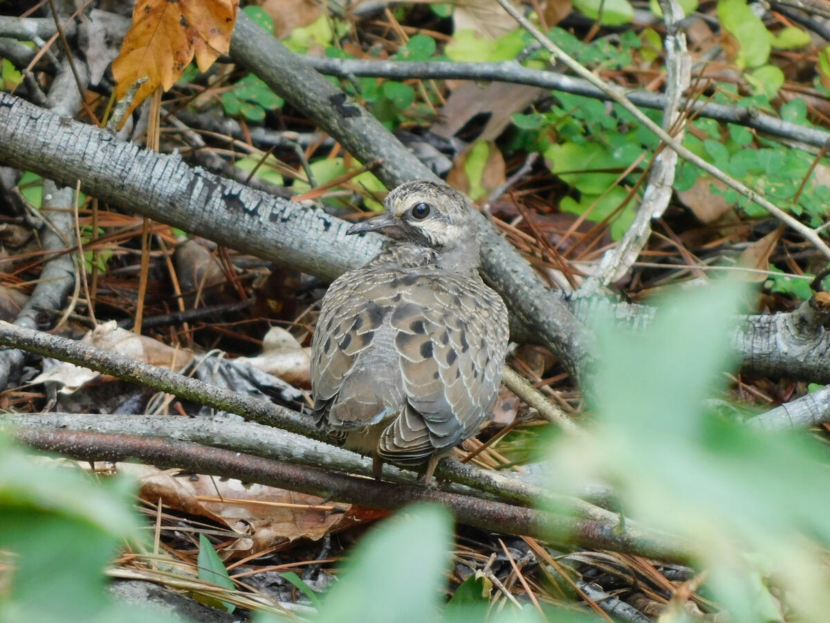 Mourning Dove (Juvenile)