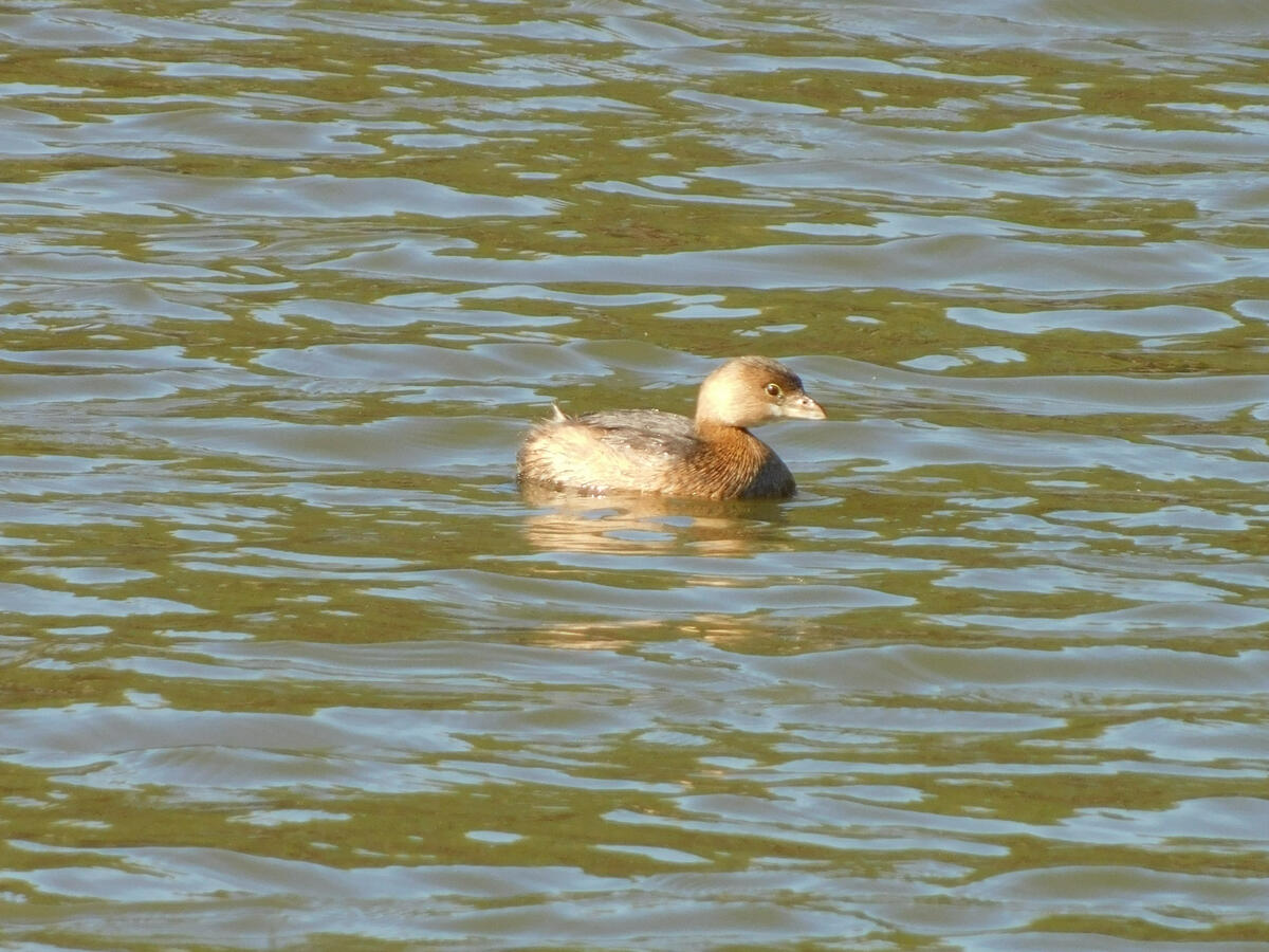 Pied-billed Grebe