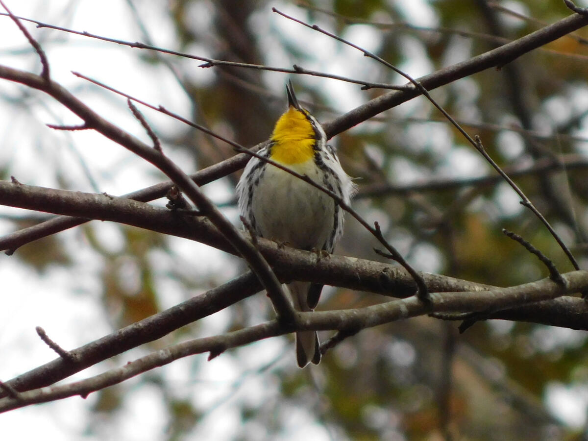 Yellow-throated Warbler