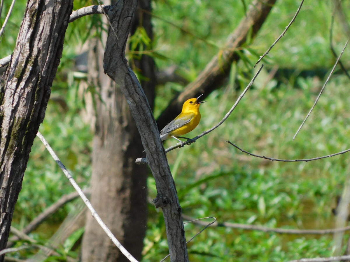 Prothonotary Warbler