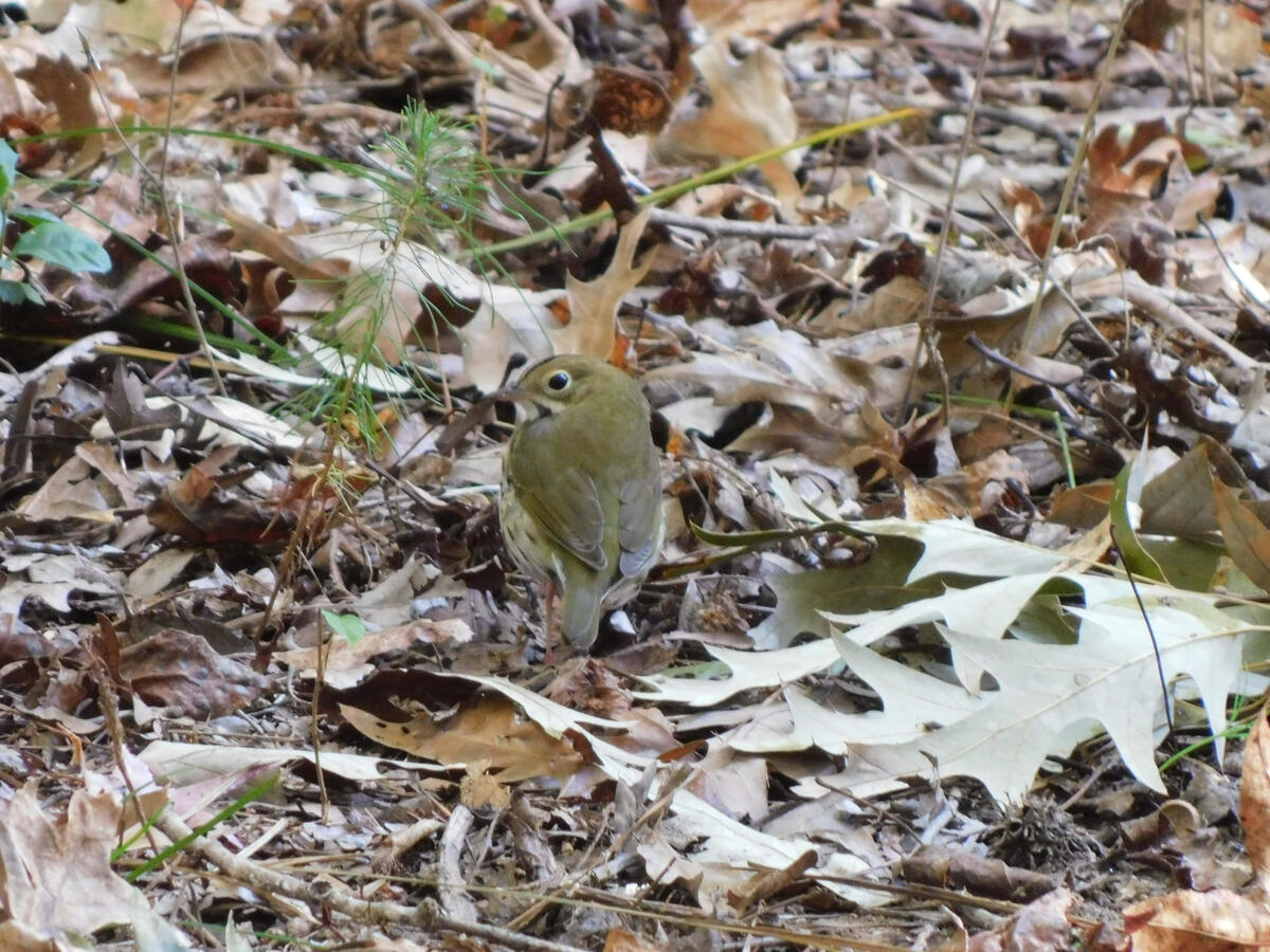 Ovenbird