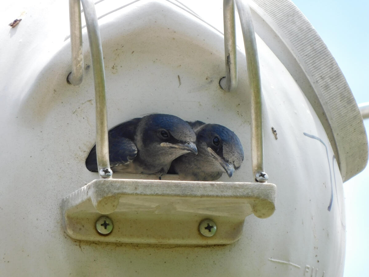 Purple Martin Juveniles