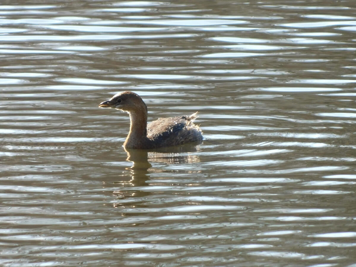Pied-billed Grebe