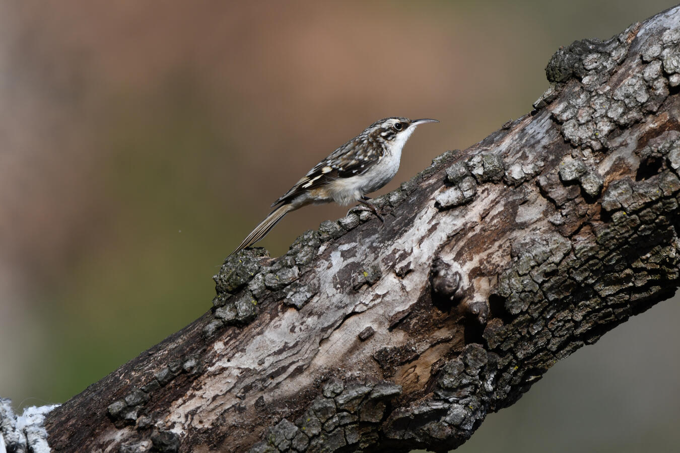 Brown Creeper