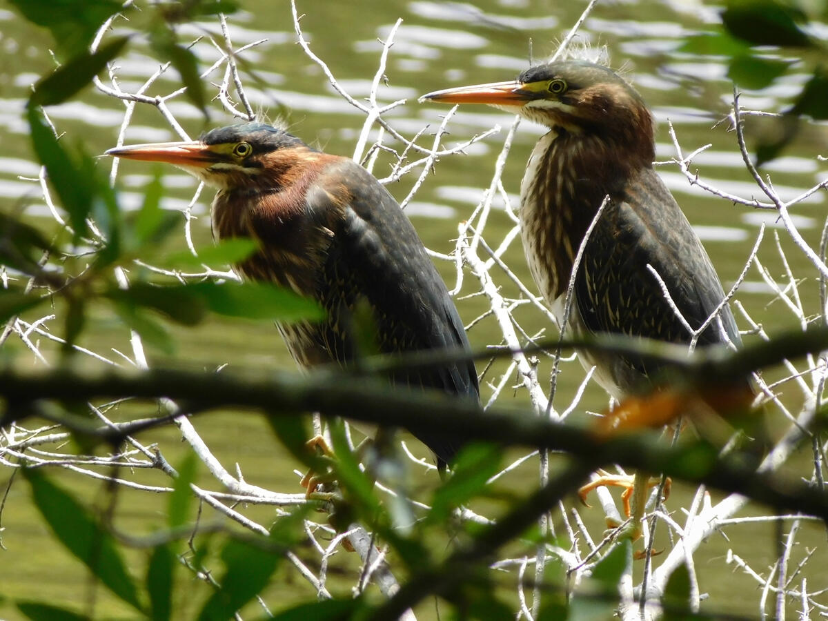 Green Heron Juveniles