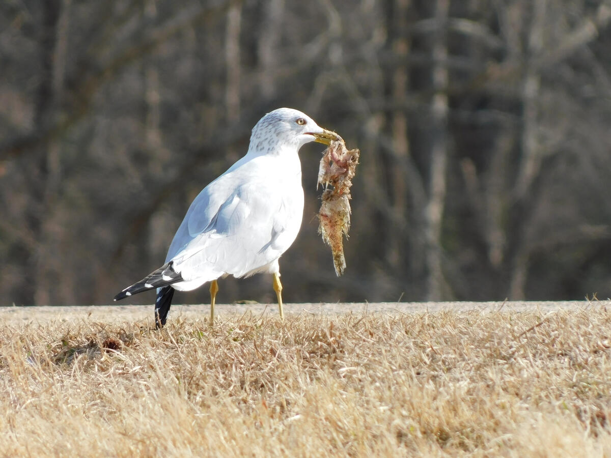 Ring-billed Gull with fish