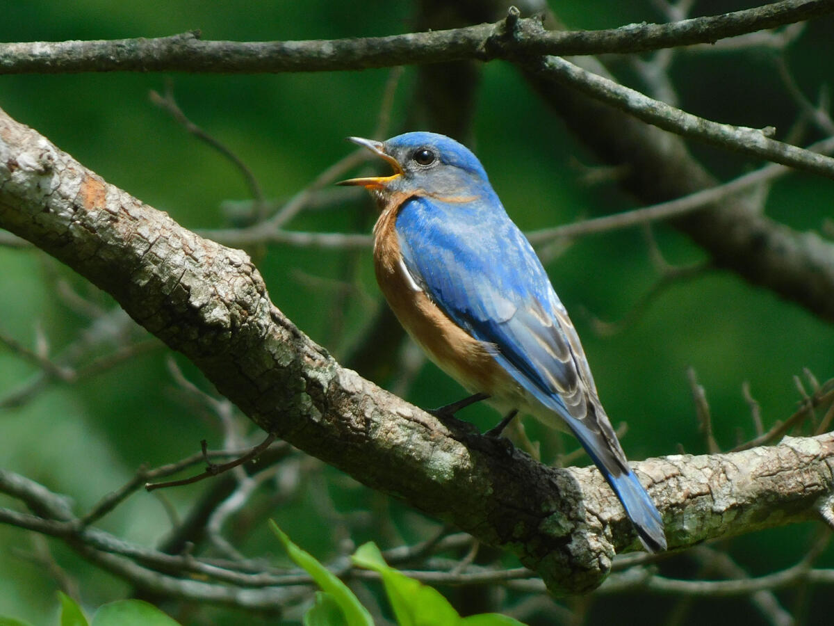 Eastern Bluebird