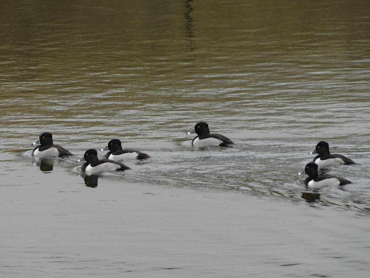Ring-necked Ducks