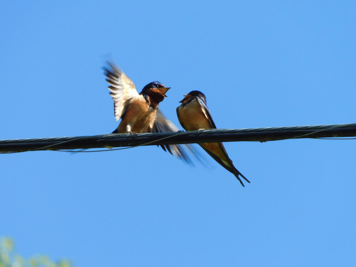 Barn Swallows