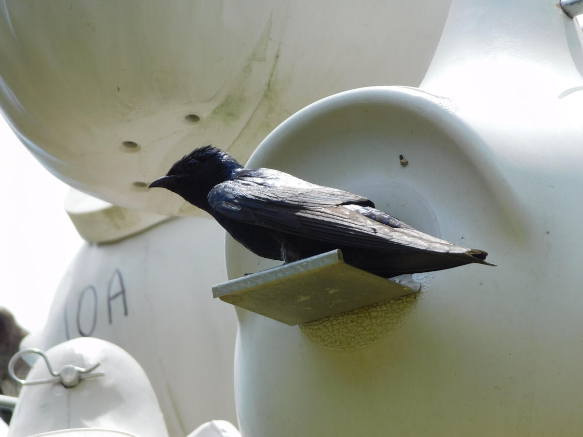 Purple Martin