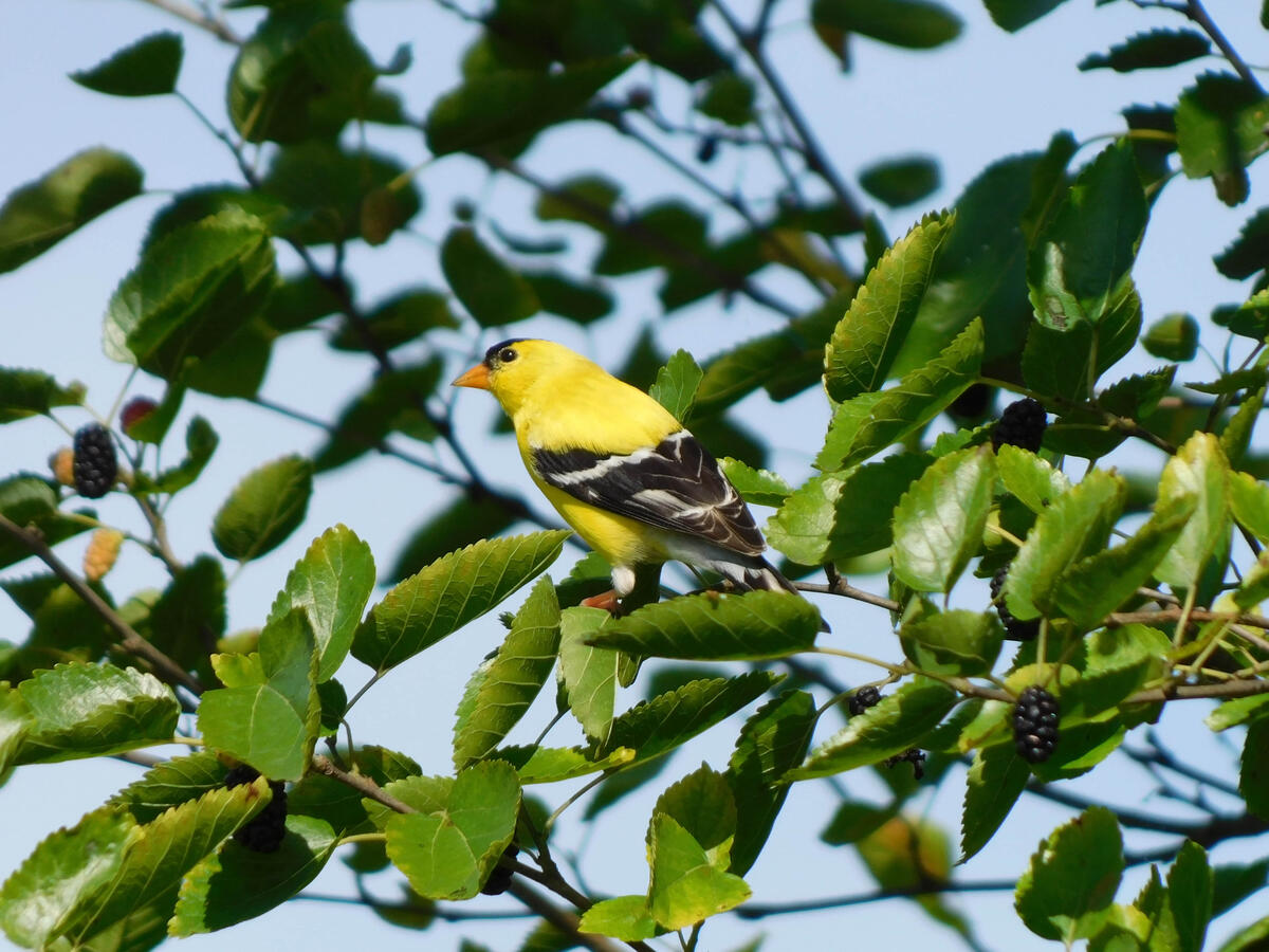 American Goldfinch
