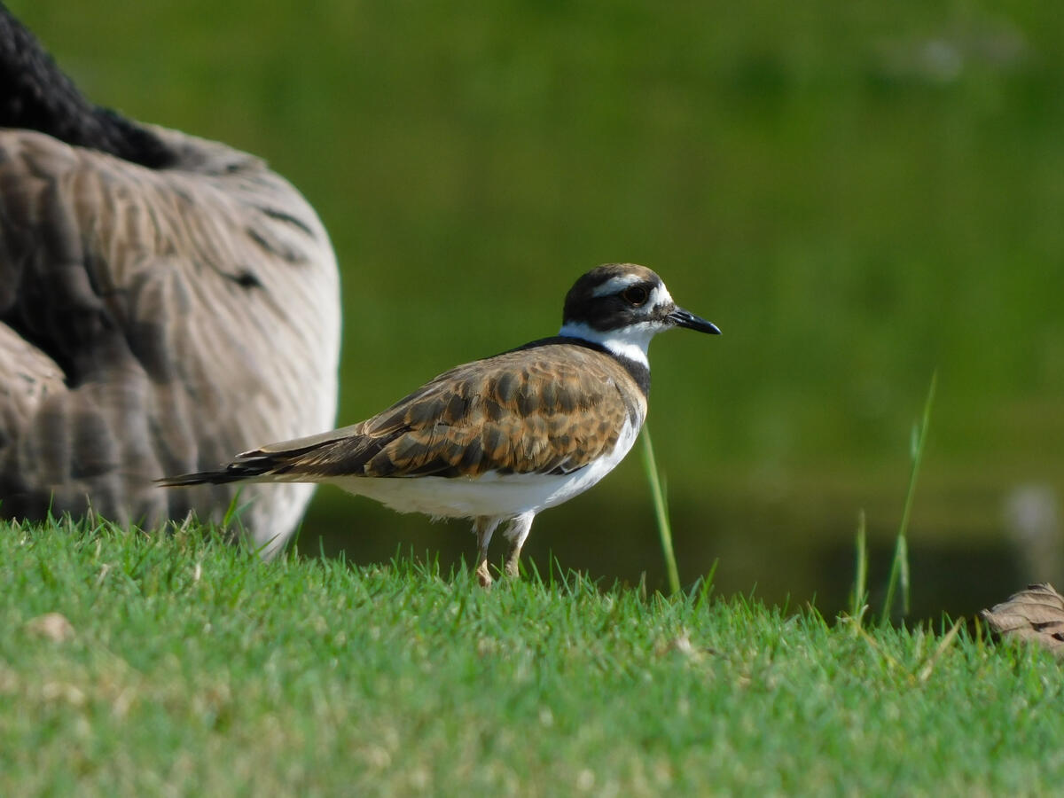 Killdeer