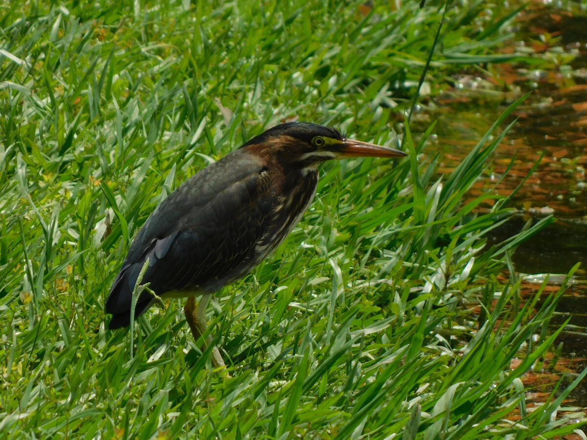 Green Heron