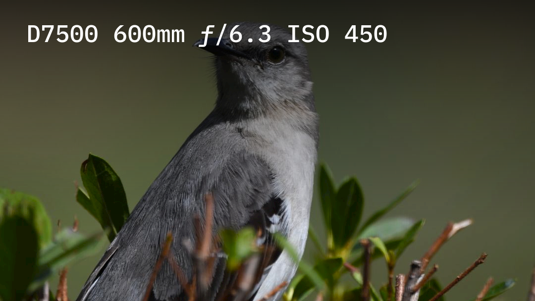 Northern Mockingbird